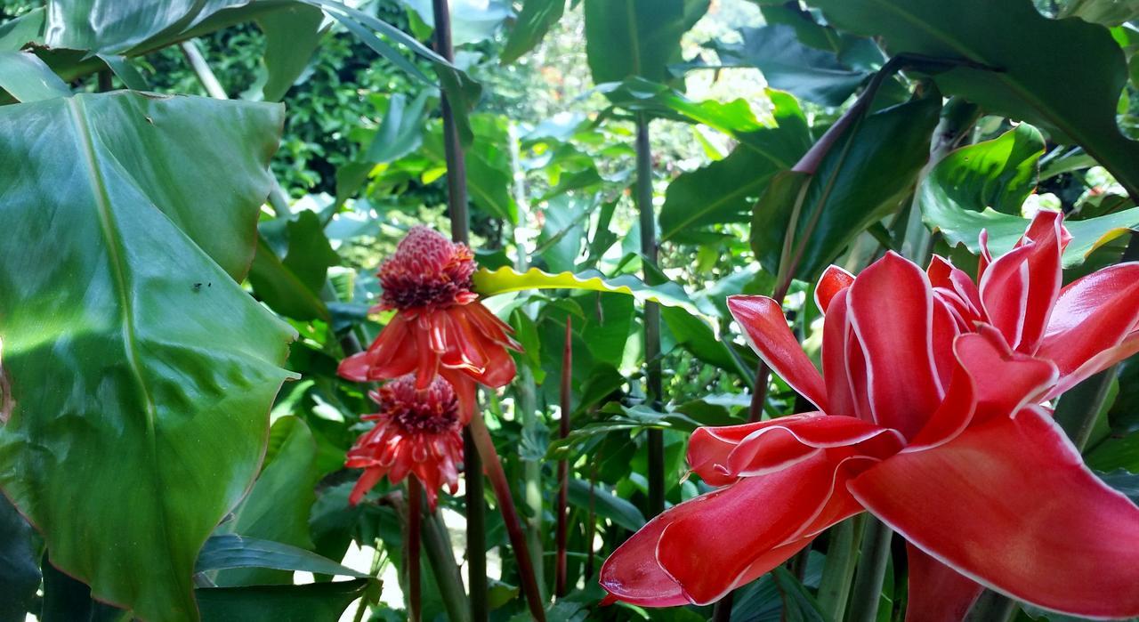 Rancho de Lelo Ecolodge&Sustainable Farm Monteverde Exterior foto